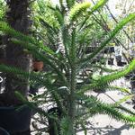 Araucaria araucana - Araucaria du Chili