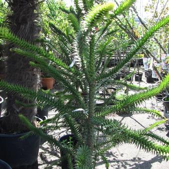 Araucaria araucana