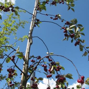 Malus 'Red Sentinel'