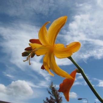 Crocosmia 'John Boots'