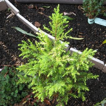 Juniperus communis 'Gold Cone'