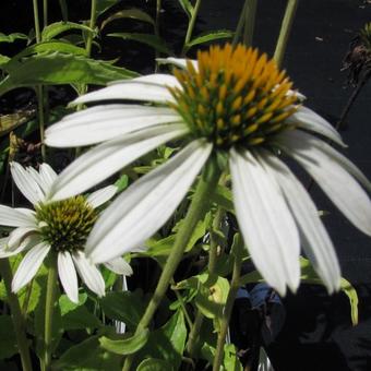 Echinacea purpurea 'White Swan'