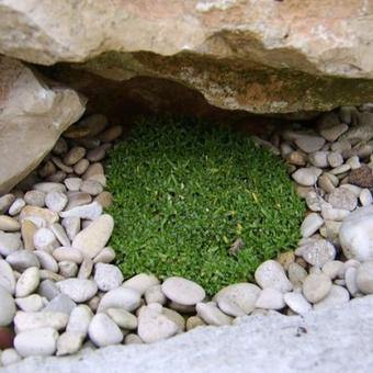 Gypsophila aretioides