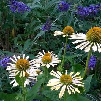 Echinacea purpurea 'Yellow Spider