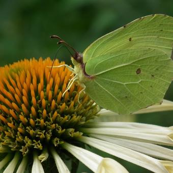 Echinacea purpurea 'Yellow Spider