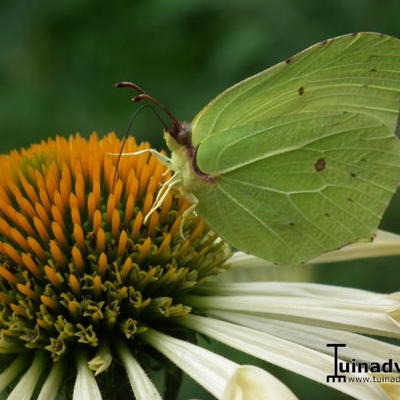 Echinacea purpurea 'Yellow Spider - 