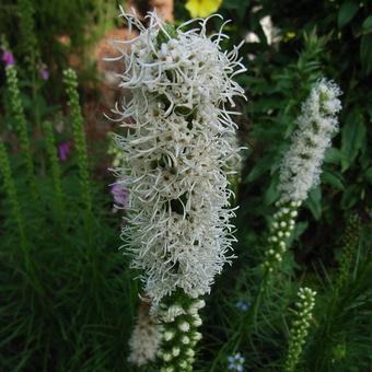 Liatris spicata 'Floristan Weiss'