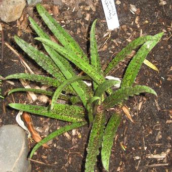 Eucomis vandermerwei 'Octopus'