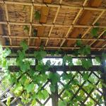 Vitis vinifera 'Bianca' - 