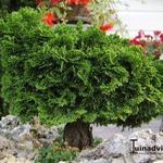 Chamaecyparis obtusa 'Dainty Doll' - 