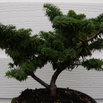 Abies balsamea 'Nana'