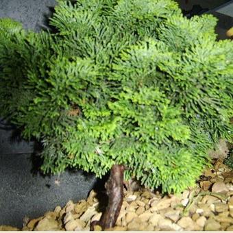 Chamaecyparis obtusa 'Tonia'