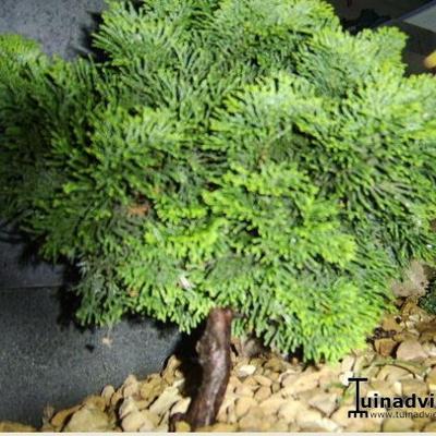 Chamaecyparis obtusa 'Tonia' - 