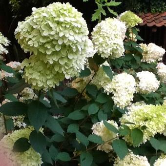 Hydrangea paniculata 'Limelight'