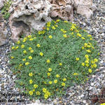 Heterotheca pumila  - 