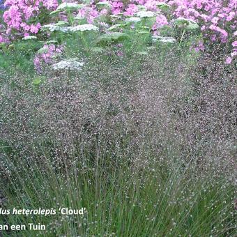 Sporobolus heterolepis 'Cloud'