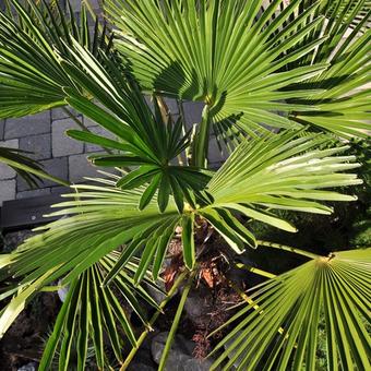 Trachycarpus fortunei var. wagnerianus