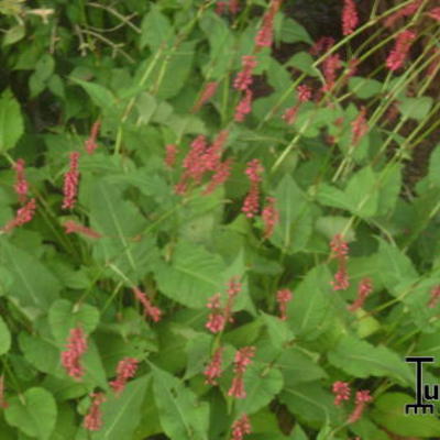 Persicaria amplexicaulis 'Inverleith' - Persicaria amplexicaulis 'Inverleith'