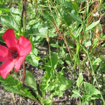 Linum grandiflorum var. rubrum