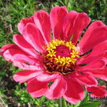 Zinnia angustifolia x elegans - 