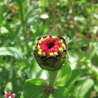 Zinnia