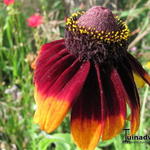 Rudbeckia hirta - Rauer Sonnenhut