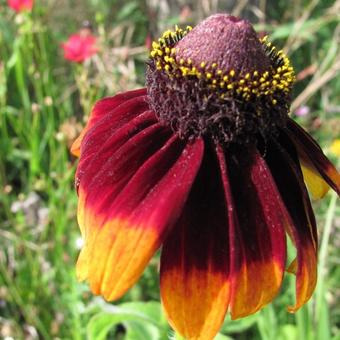 Rudbeckia hirta