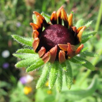 Rudbeckia hirta