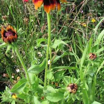 Rudbeckia hirta