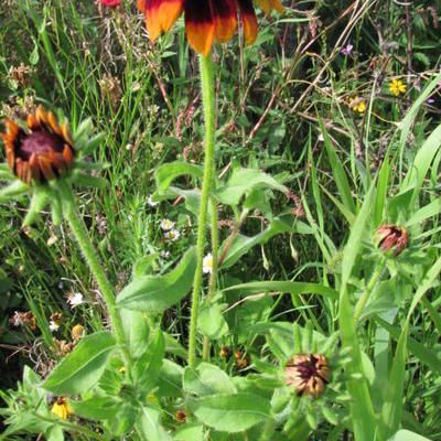 Rudbeckia hirta - 