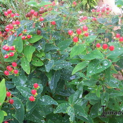 Hypericum x inodorum 'MAGICAL Red Star' - 