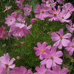 Cosmos bipinnatus 'SONATA Pink' - 