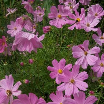 Cosmos bipinnatus 'SONATA Pink'