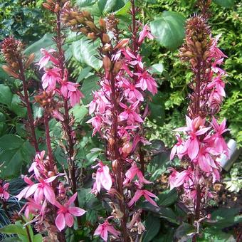 Lobelia x speciosa 'FAN Cinnabar Rose'