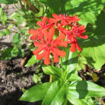 Lychnis chalcedonica