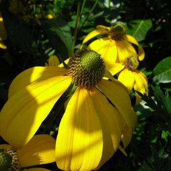 Rudbeckia nitida