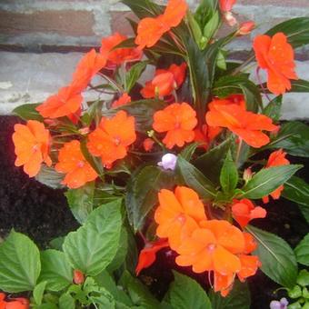 Impatiens x hawkeri New Guinea