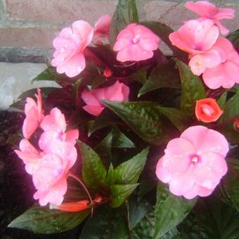 Impatiens x hawkeri New Guinea