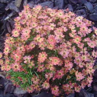 Coreopsis 'Little Penny'