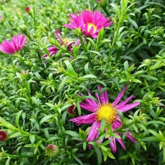 Aster dumosus ISLAND 'Bahamas'