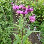 Vernonia crinita 'Elephant' - 