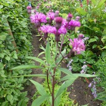 Vernonia crinita 'Elephant'