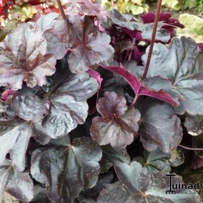 Heuchera 'Binoche' - Heuchera 'Binoche'