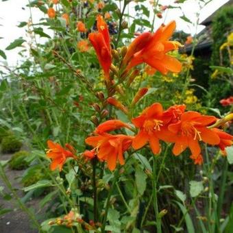 Crocosmia x crocosmiiflora 'Babylon'