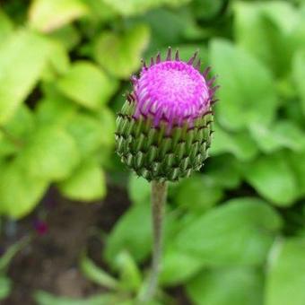 Cirsium ciliatum