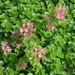 Sedum spurium - Orpin bâtard