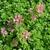 Sedum spurium