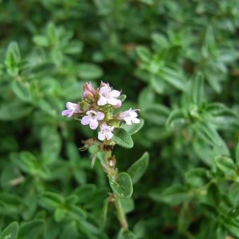 Thymus x citriodorus 'Aureus'