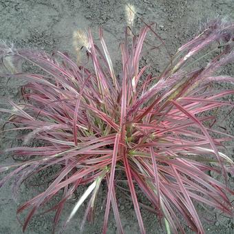 Pennisetum advena 'Fireworks'