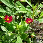 Coreopsis 'Mercury Rising' - 